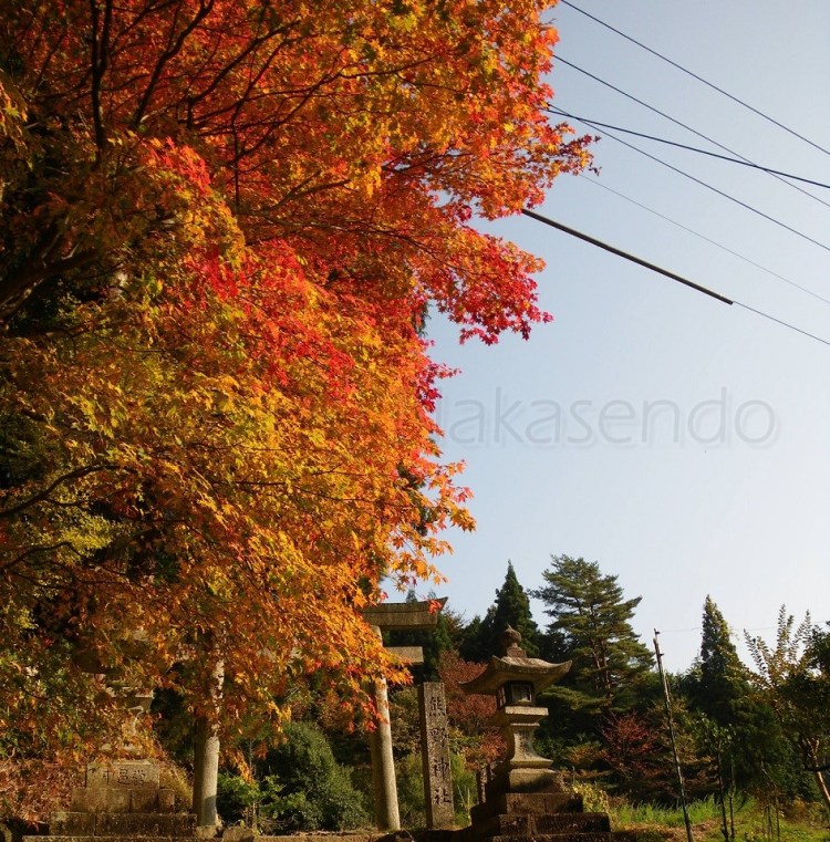 watermarked-IMGP0453S